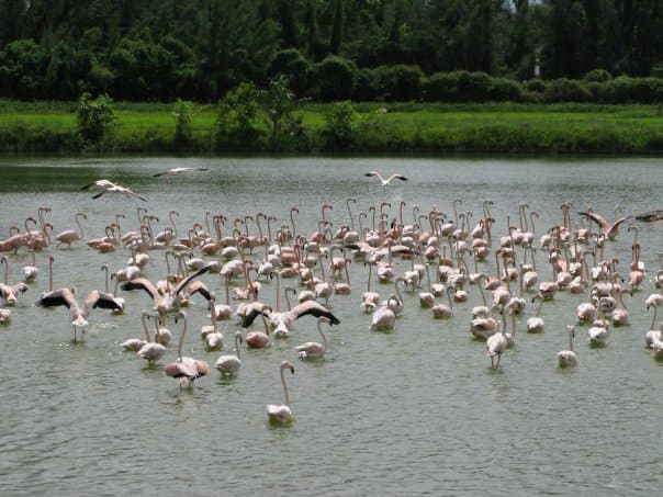 Flamingos at Hialeah Park — Hialeah, Miami-Dade County, Florida