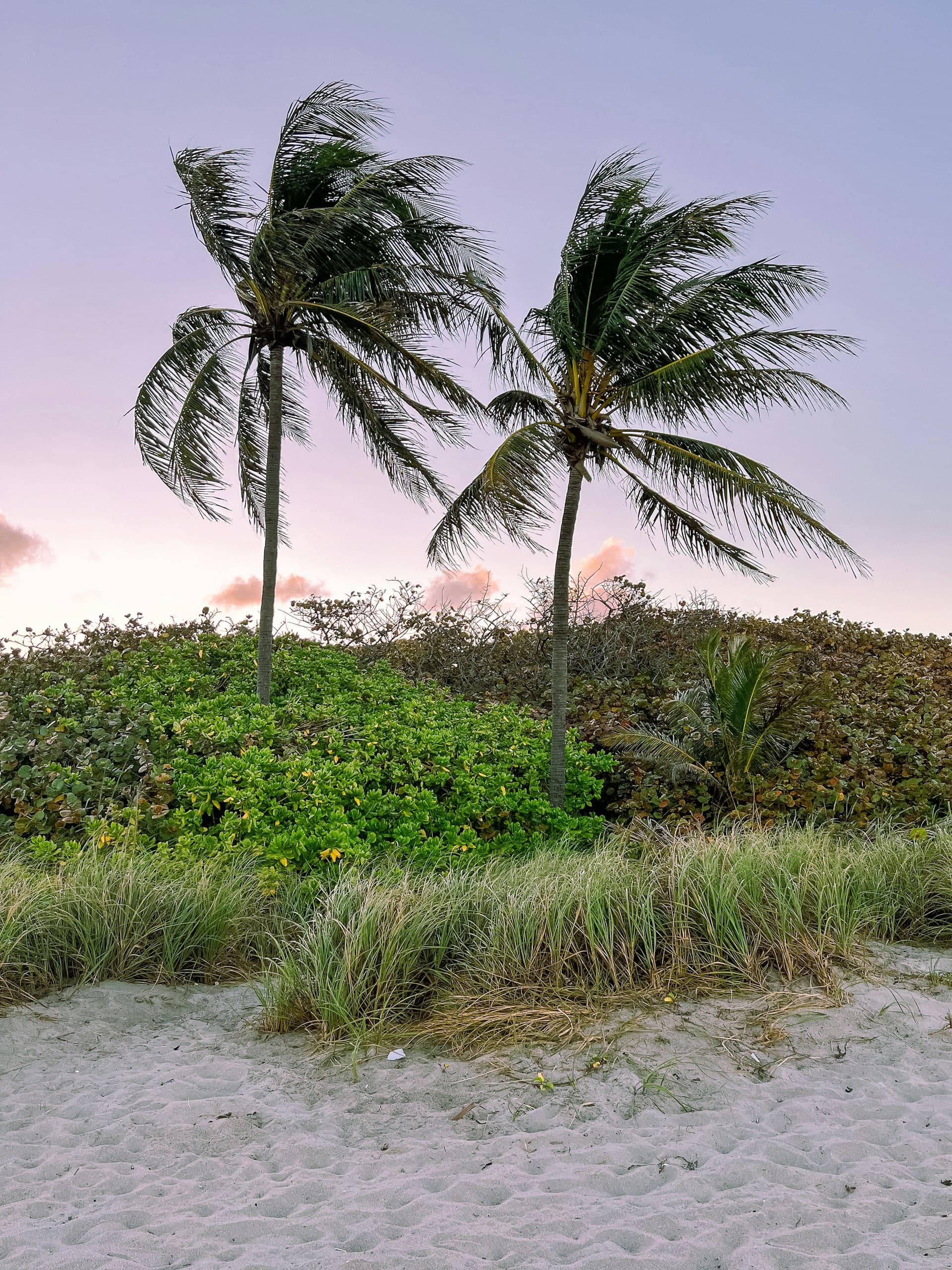 Hollywood Beach, Hollywood, Florida — palms and Atlantic shoreline